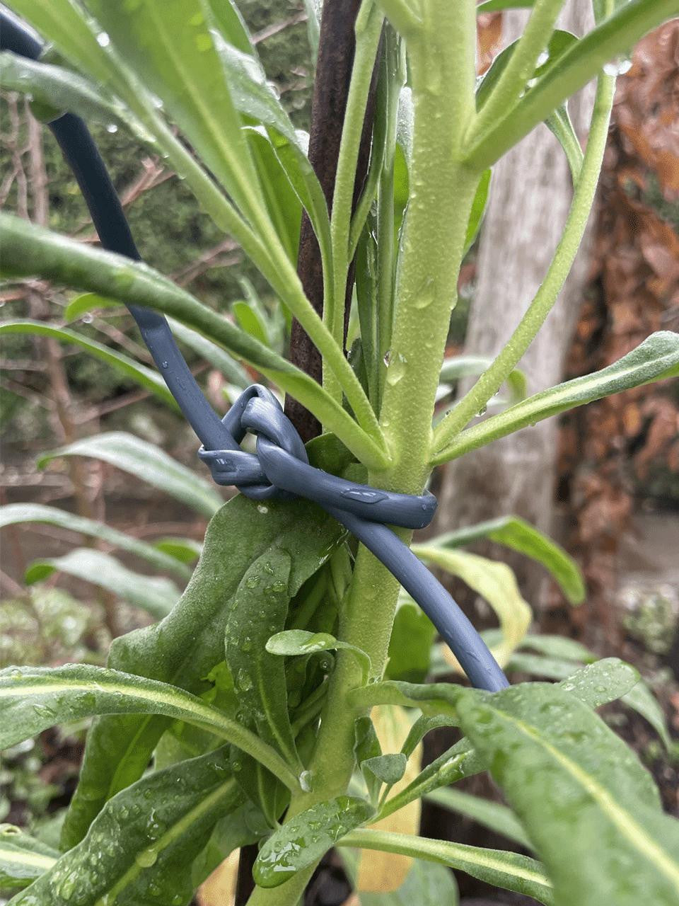 Flexi-tie in yellow, flexible plant tie for training climbers and securing garden stems — Bugg