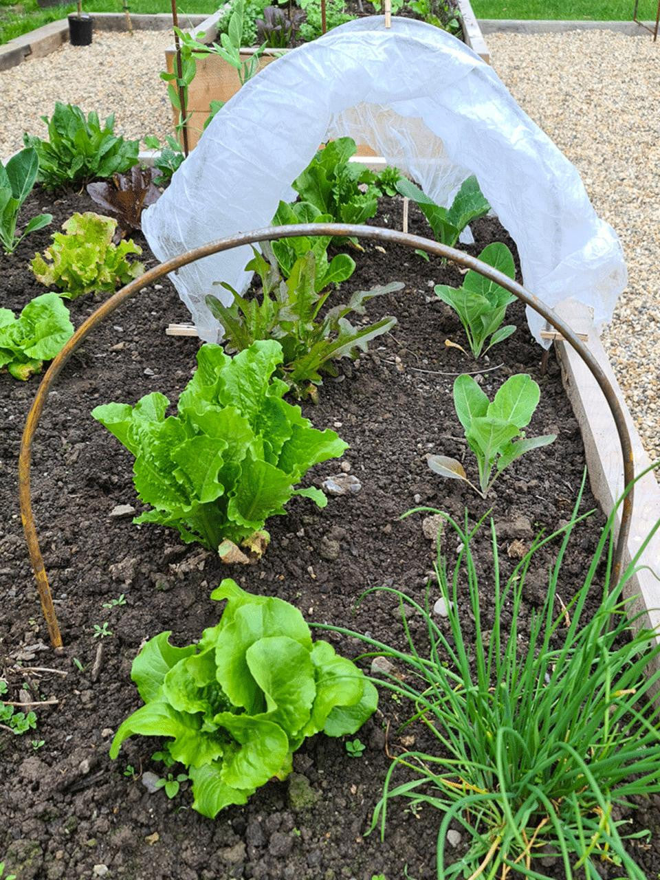Small Heritage Plant Supports Cloche Hoops for garden plant protection and support, featuring durable metal construction.