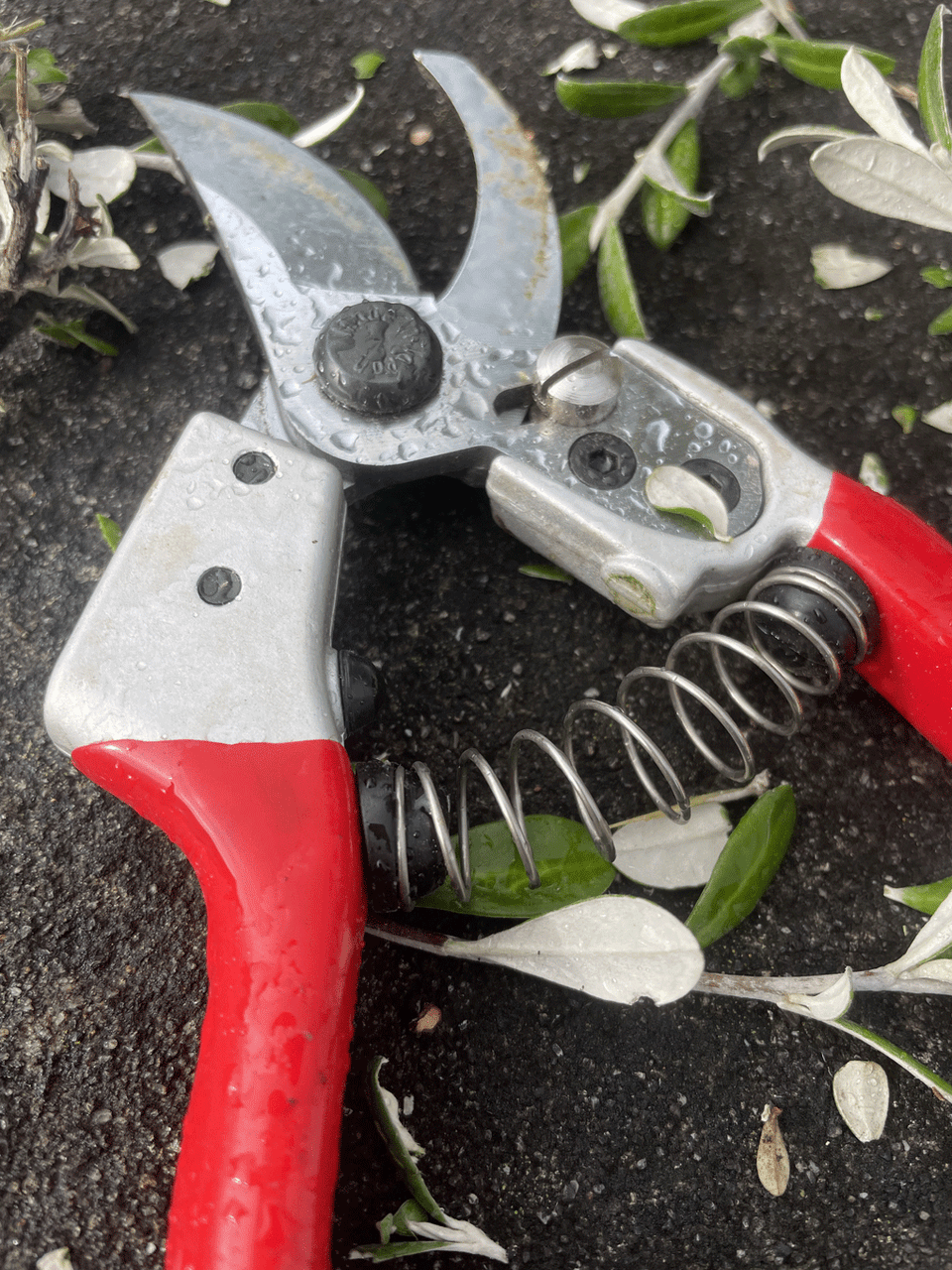 Kamaki Pruning Shear 888 with ergonomic handles, sharp blades for precise garden pruning and trimming tasks.