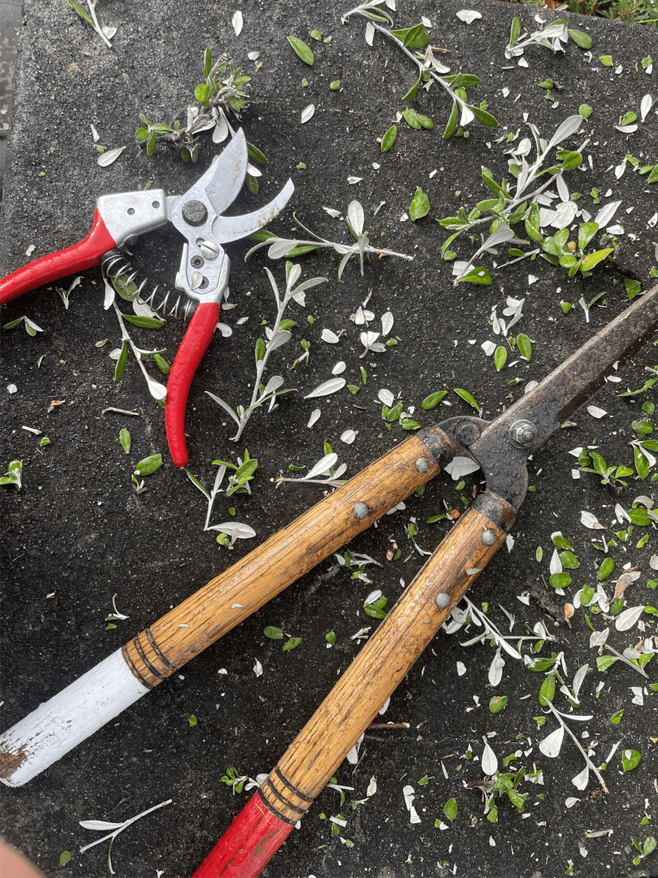 Kamaki Pruning Shear 888 with ergonomic handles for precise trimming of branches and shrubs in gardening tasks.
