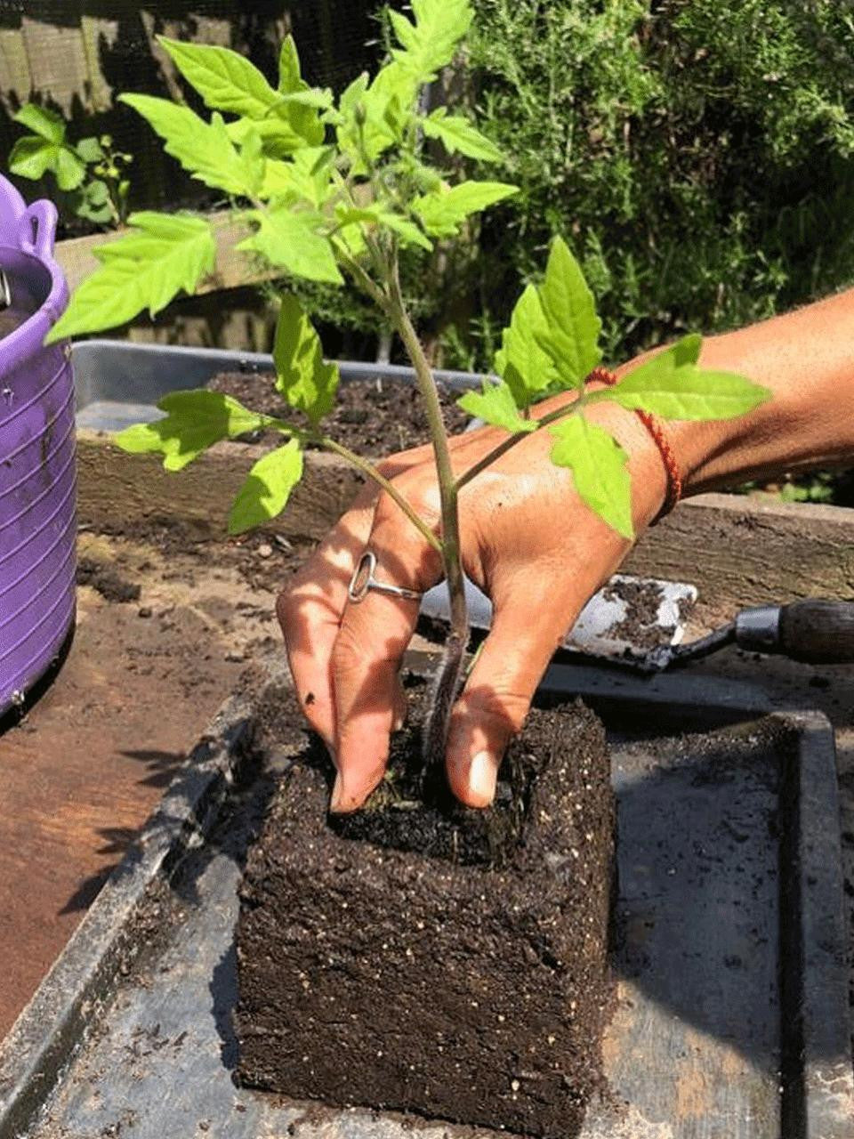 Ladbrooke Soil Blocker Maxi 1, a gardening tool used for creating soil blocks for planting seedlings.