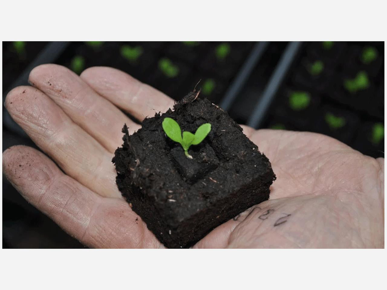 Ladbrooke Soil Blocker Micro 20, a compact gardening tool used for creating soil blocks for seed starting.