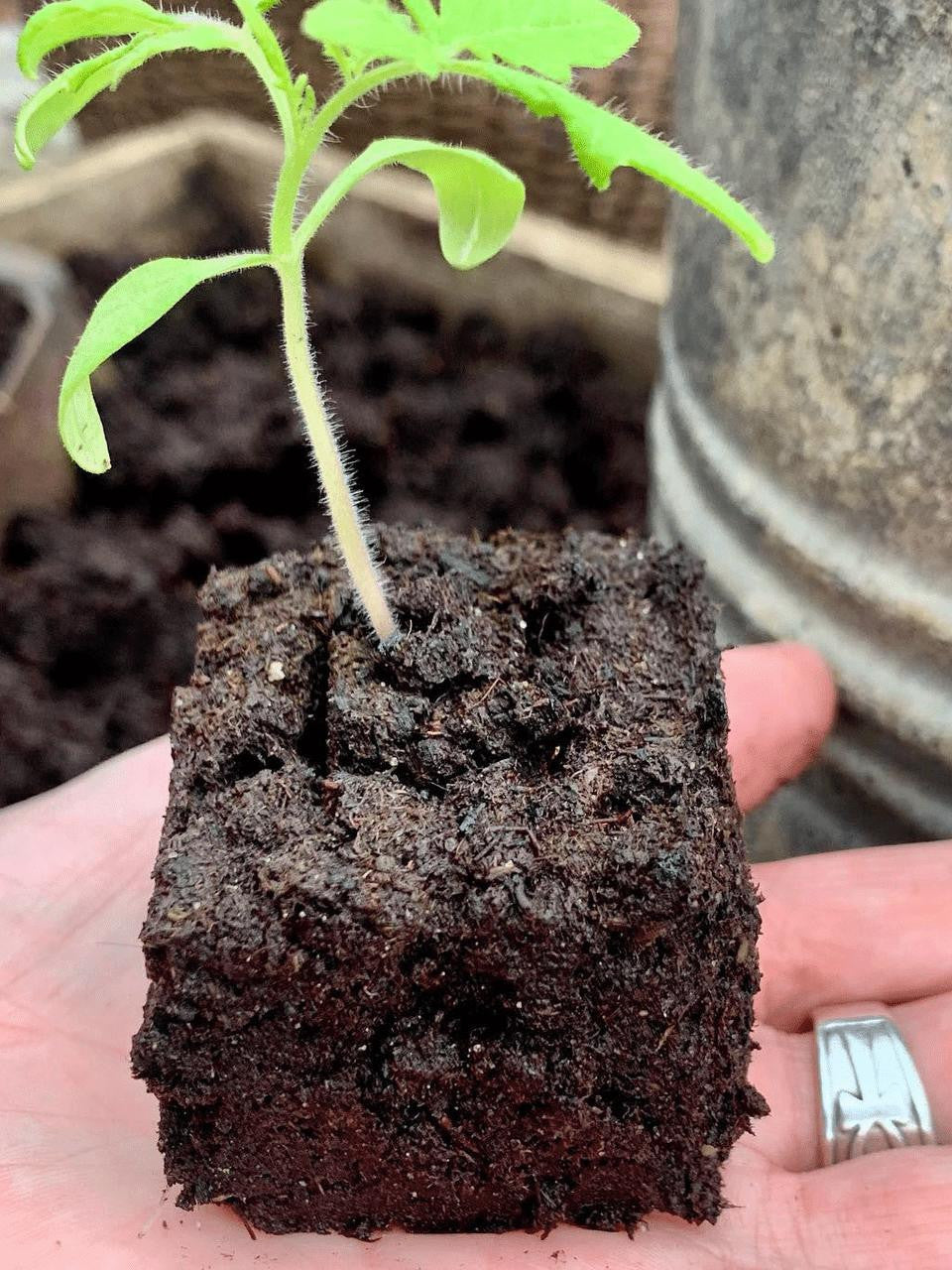 Ladbrooke Soil Blocker Mini 4 for gardening, showing the compact tool with a handle and metal blade for creating soil blocks.