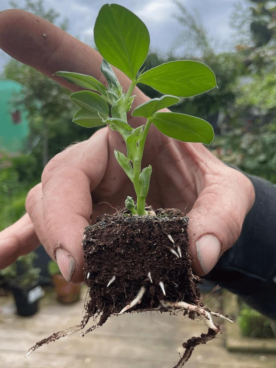 Ladbrooke Soil Blocker Mini 4, a compact gardening tool for creating soil blocks for seed starting and transplanting.