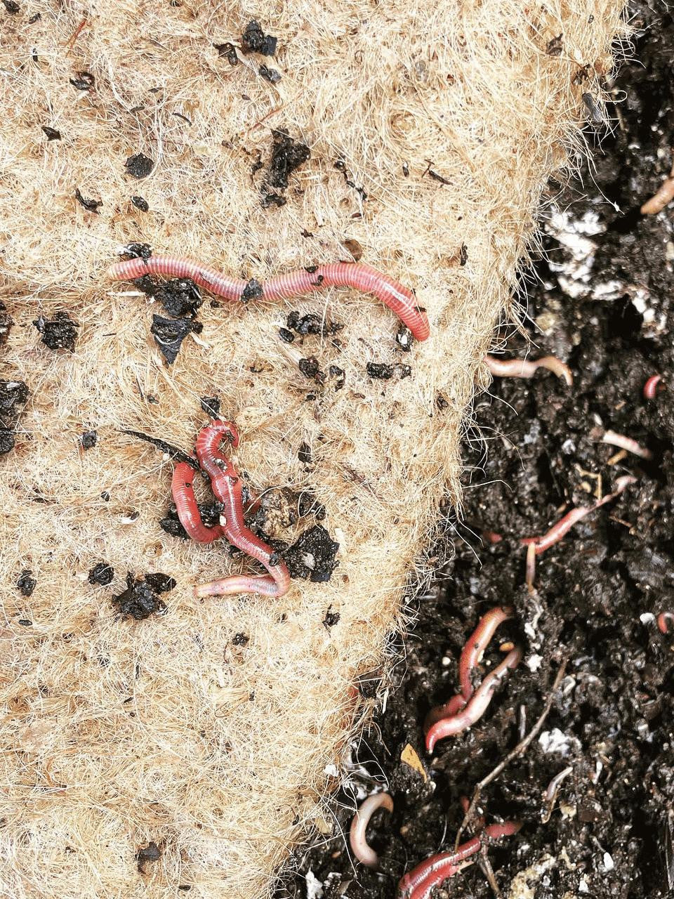 Loamy & Co worm blankets, soft fabric covers designed to protect and insulate worms in composting or gardening setups.