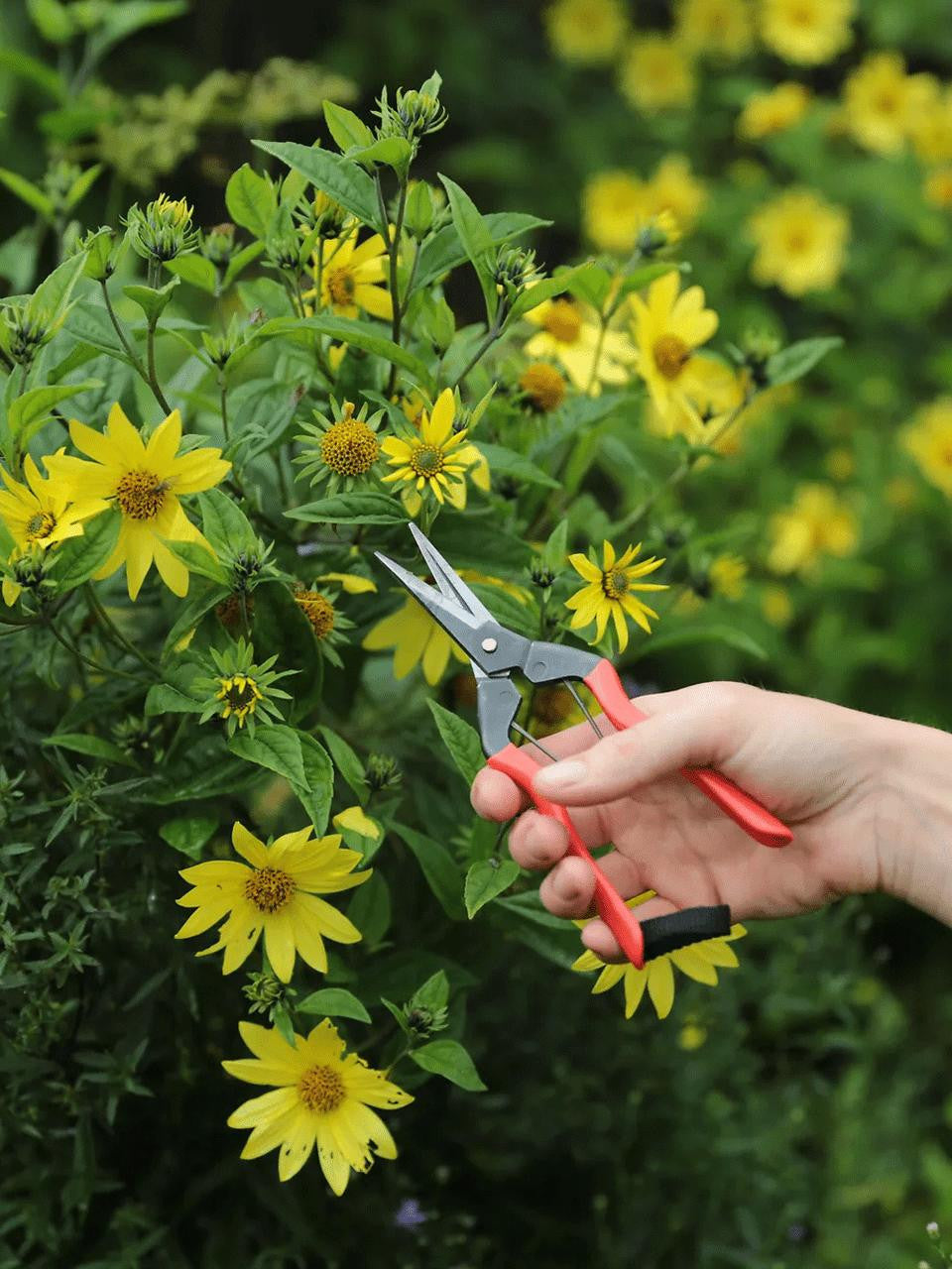 Niwaki garden snips with ergonomic handles and sharp blades for precise pruning and gardening tasks.