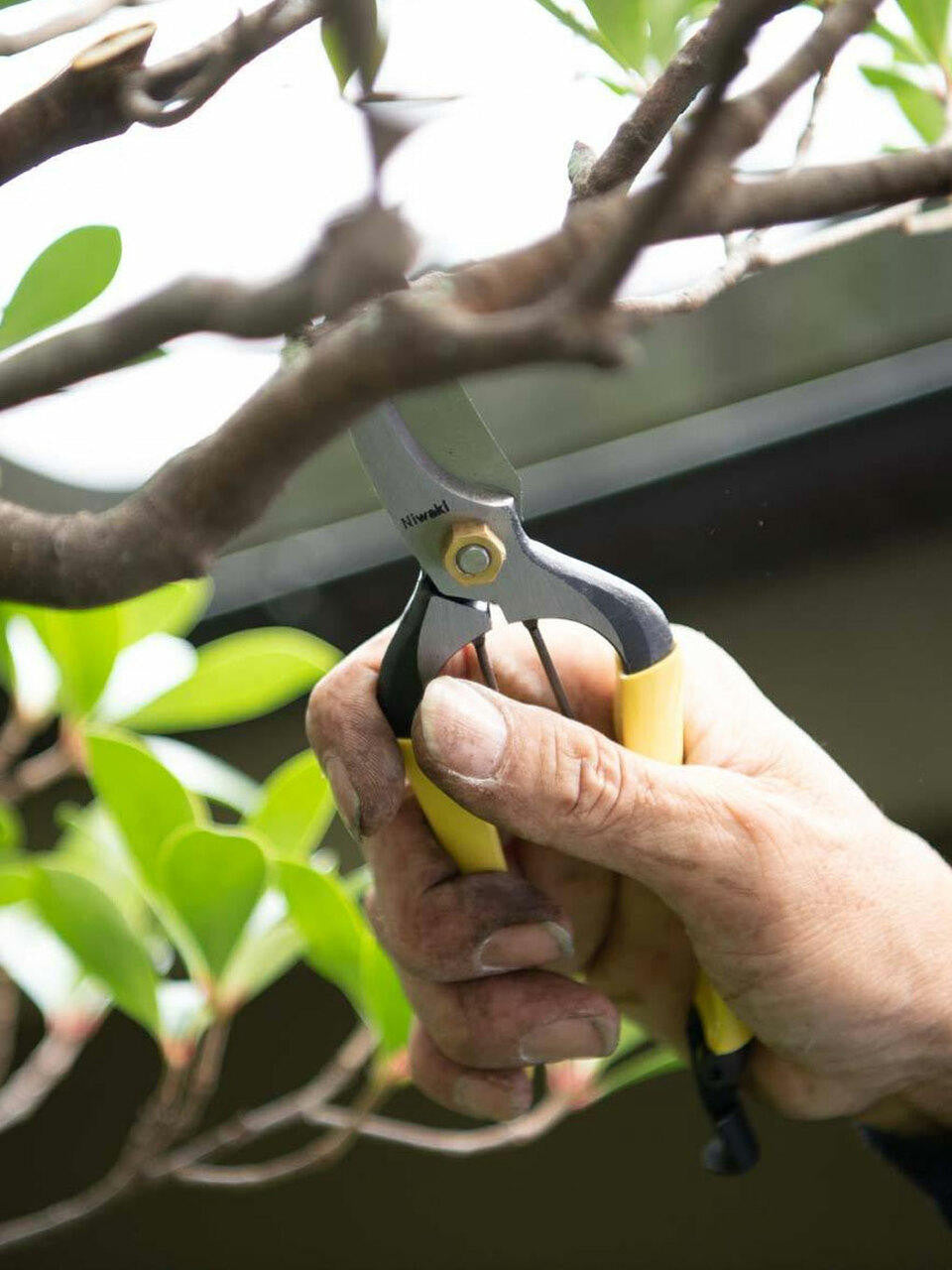 Niwaki GR Pro lightweight secateurs with ergonomic handles and sharp blades for precise pruning.