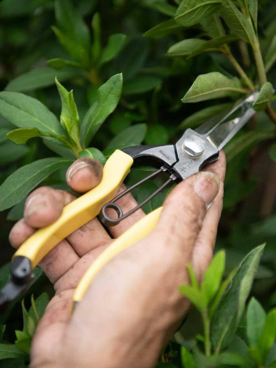 Niwaki GR Pro Snips with black handles and sharp blades, ideal for precise pruning and gardening tasks.