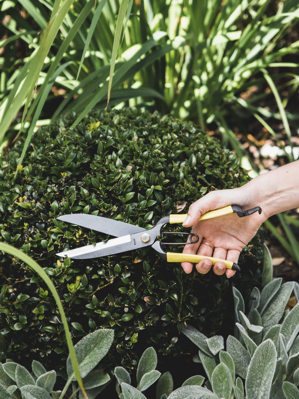 Niwaki GR Pro Topiary Clippers with ergonomic handles for precise trimming of topiary and shrubs.