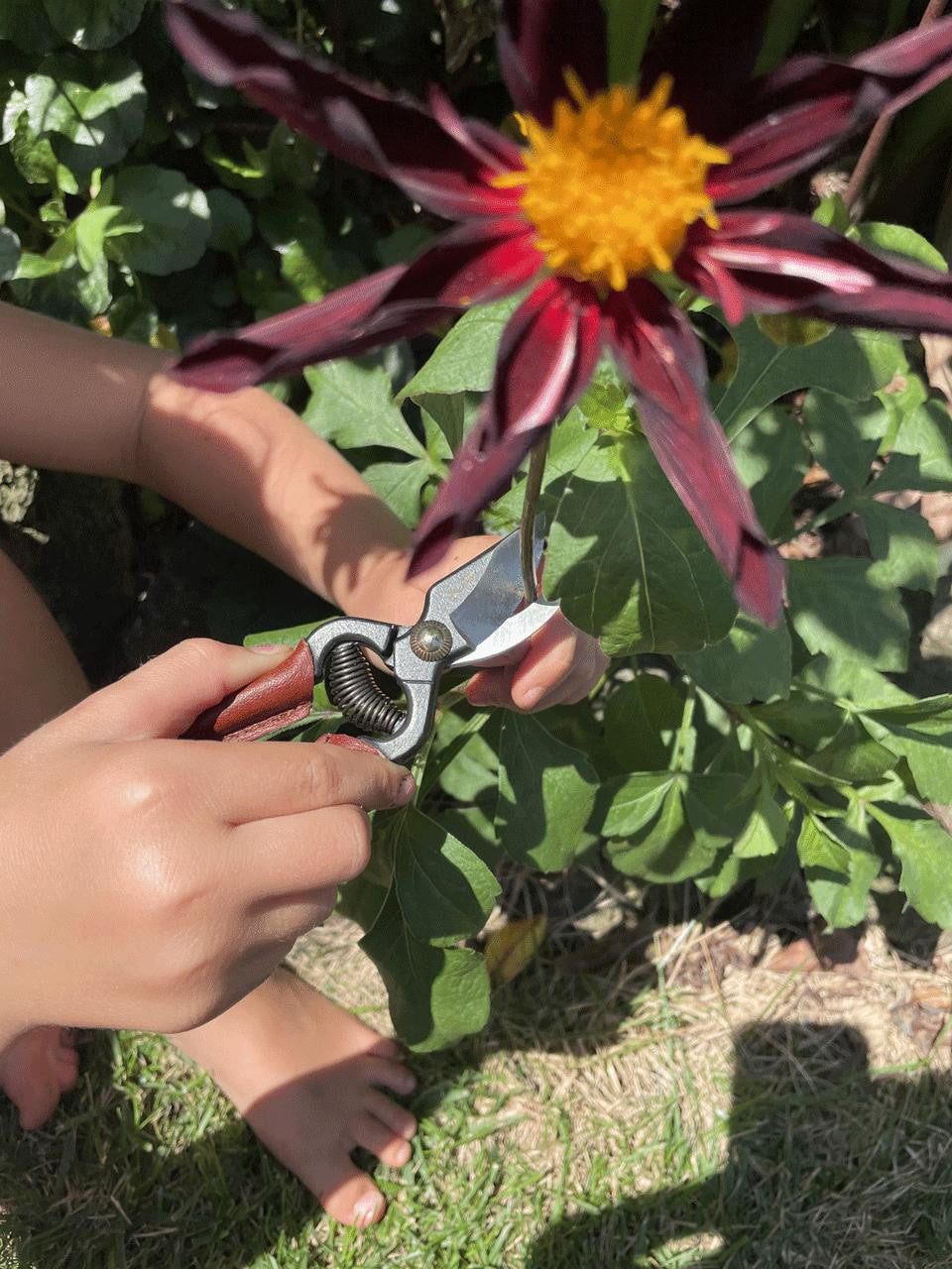Toyama Hamono T-33 Mini Secateurs with ergonomic handles and sharp blades for precise pruning of small branches and plants.