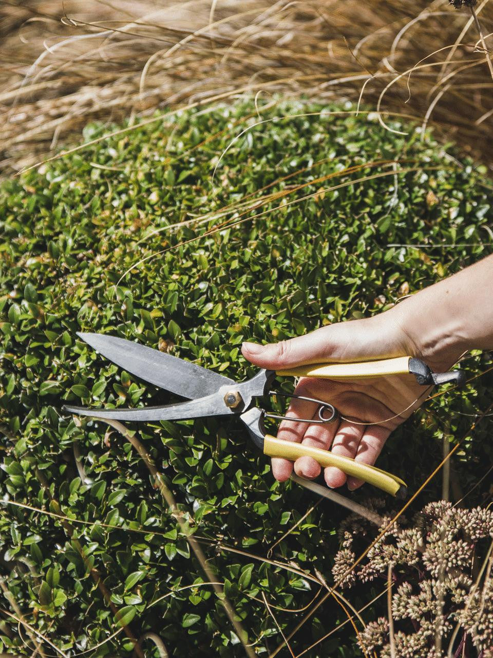 Niwaki GR Pro Topiary Clippers with ergonomic handles and sharp blades for precise trimming of topiary and shrubs.