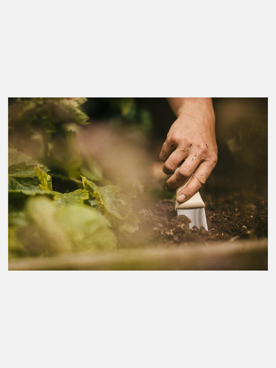 Niwaki Hori Hori weeder with a durable canvas holster, ideal for gardening and soil cultivation tools.