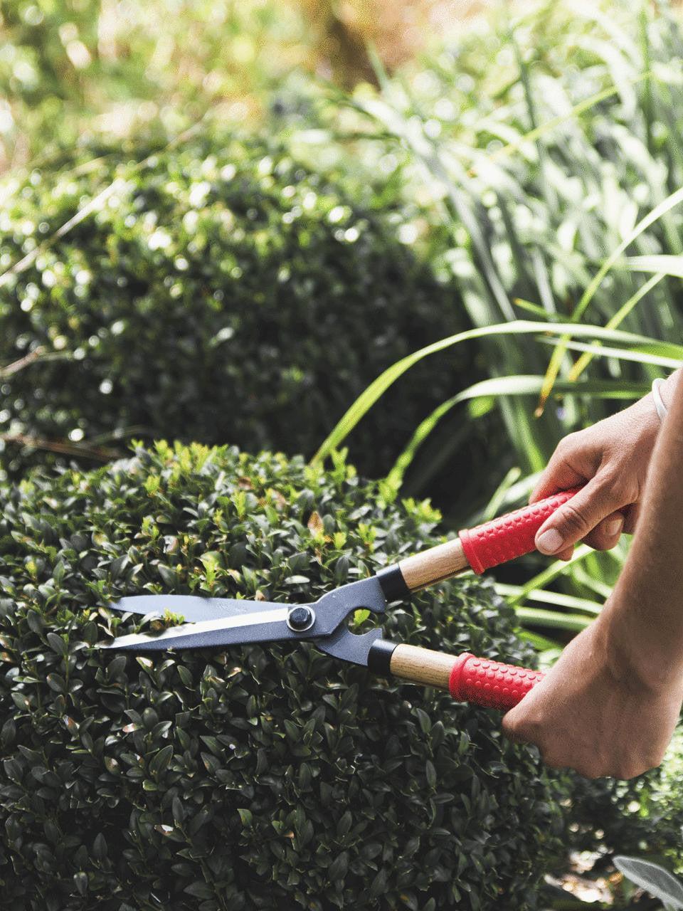 Niwaki Mini Shears with ergonomic handles for precise pruning and trimming of small plants or bonsai.