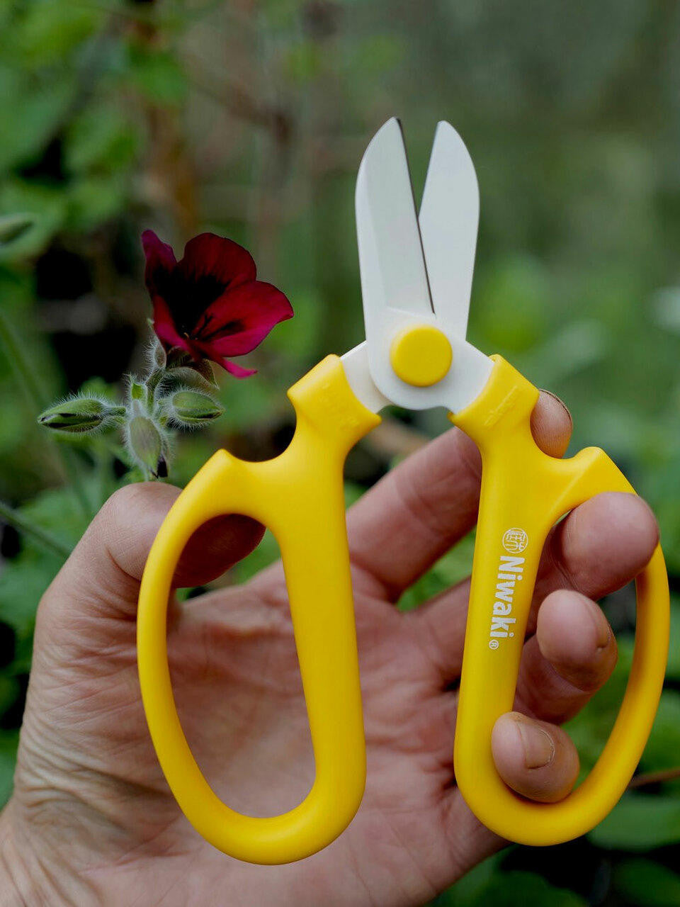 Niwaki Sakagen flower scissors with pink handles, designed for precise pruning and floral arrangements.
