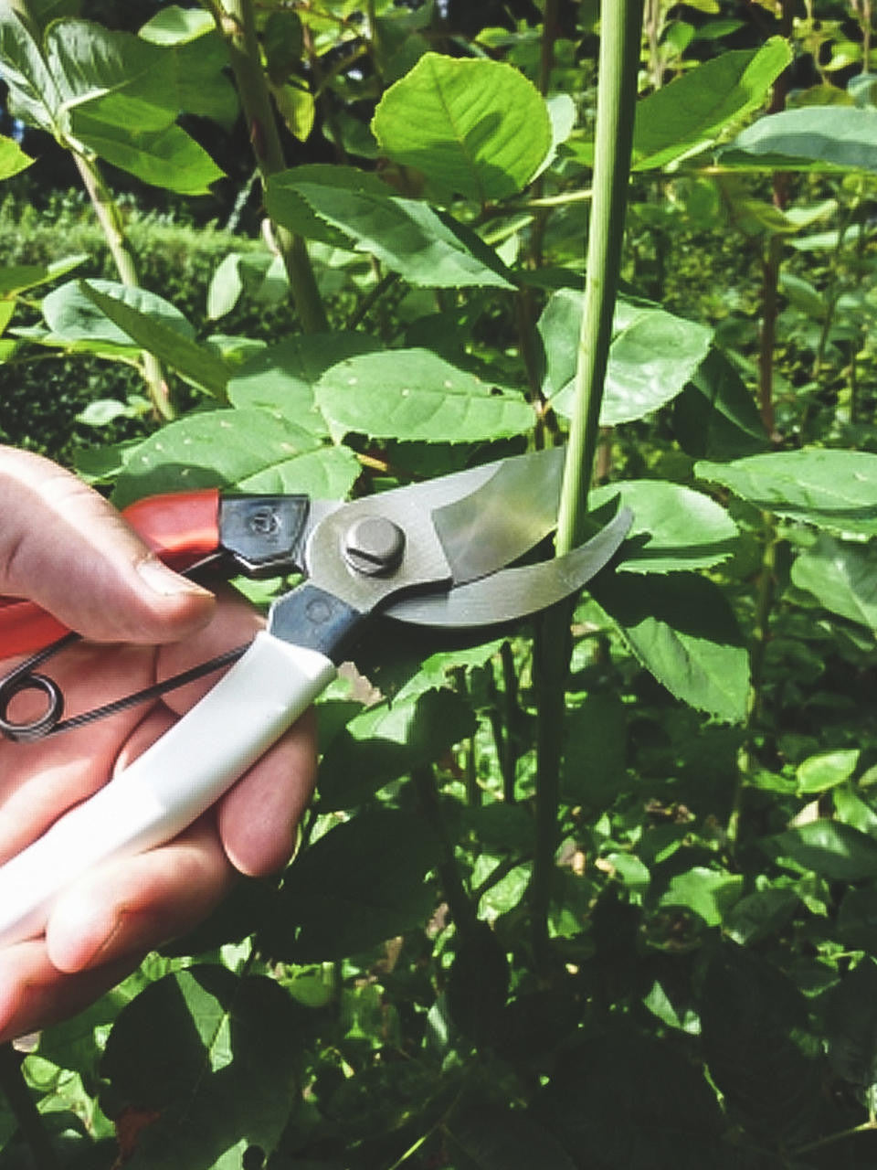 Okatsune Bypass Pruners 210 with sharp blades and ergonomic handles for precise pruning and gardening tasks.