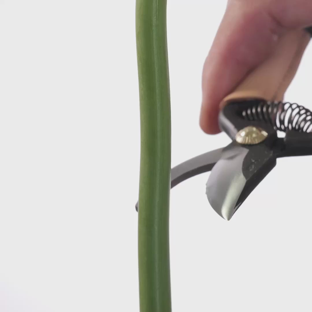 Load video: Mini Secateurs