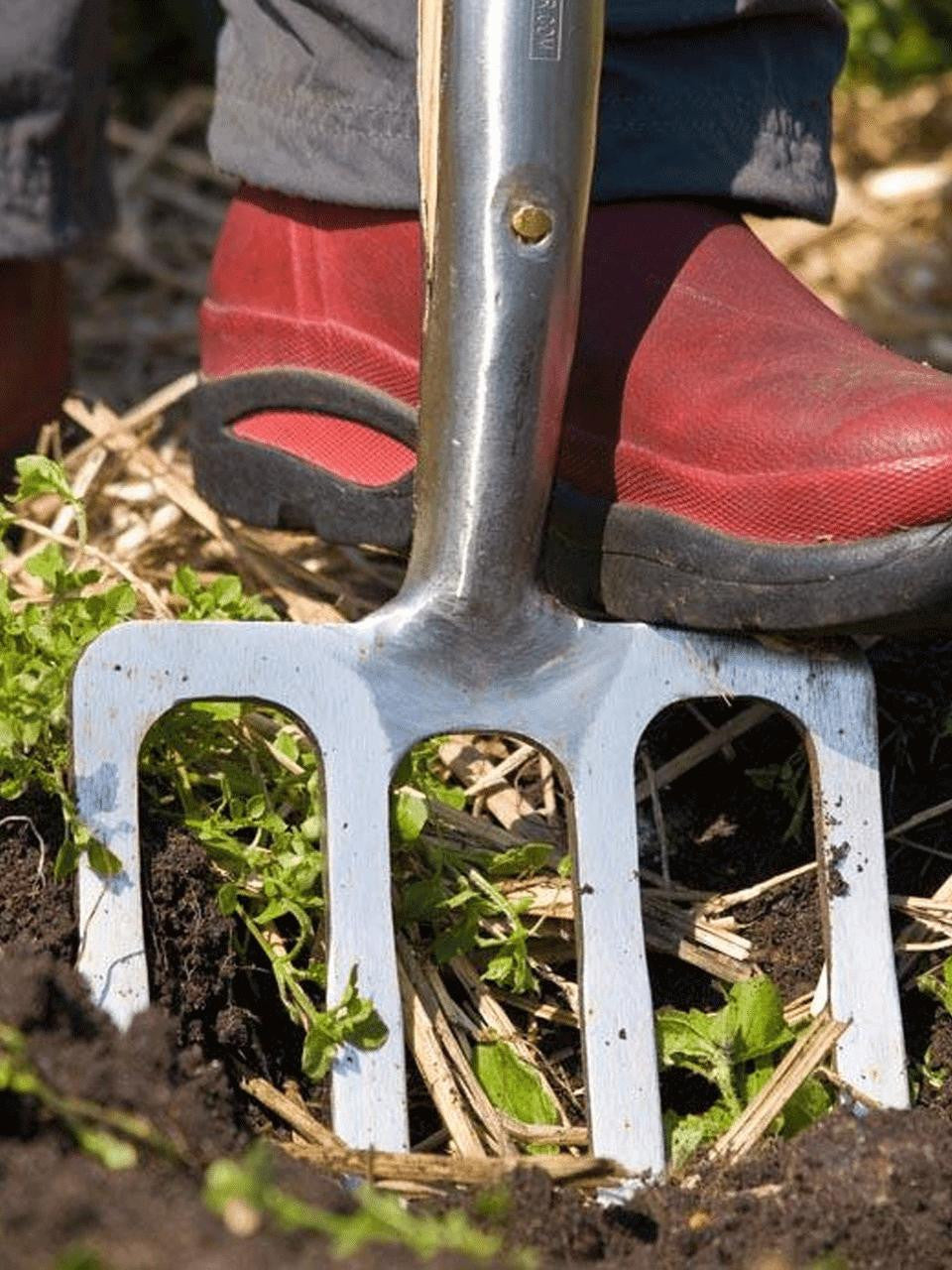 Sneeboer Border Fork 4 Tyne Luxe with durable stainless steel tines and wooden handle for gardening and planting tasks.
