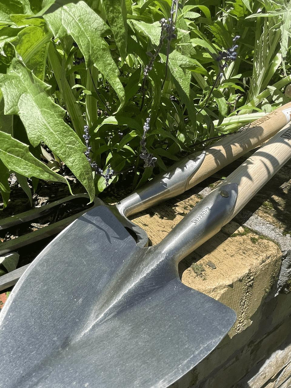 Sneeboer Great Dixter 4-tine fork with sturdy stainless steel tines and a wooden handle, ideal for gardening and cultivating soil.