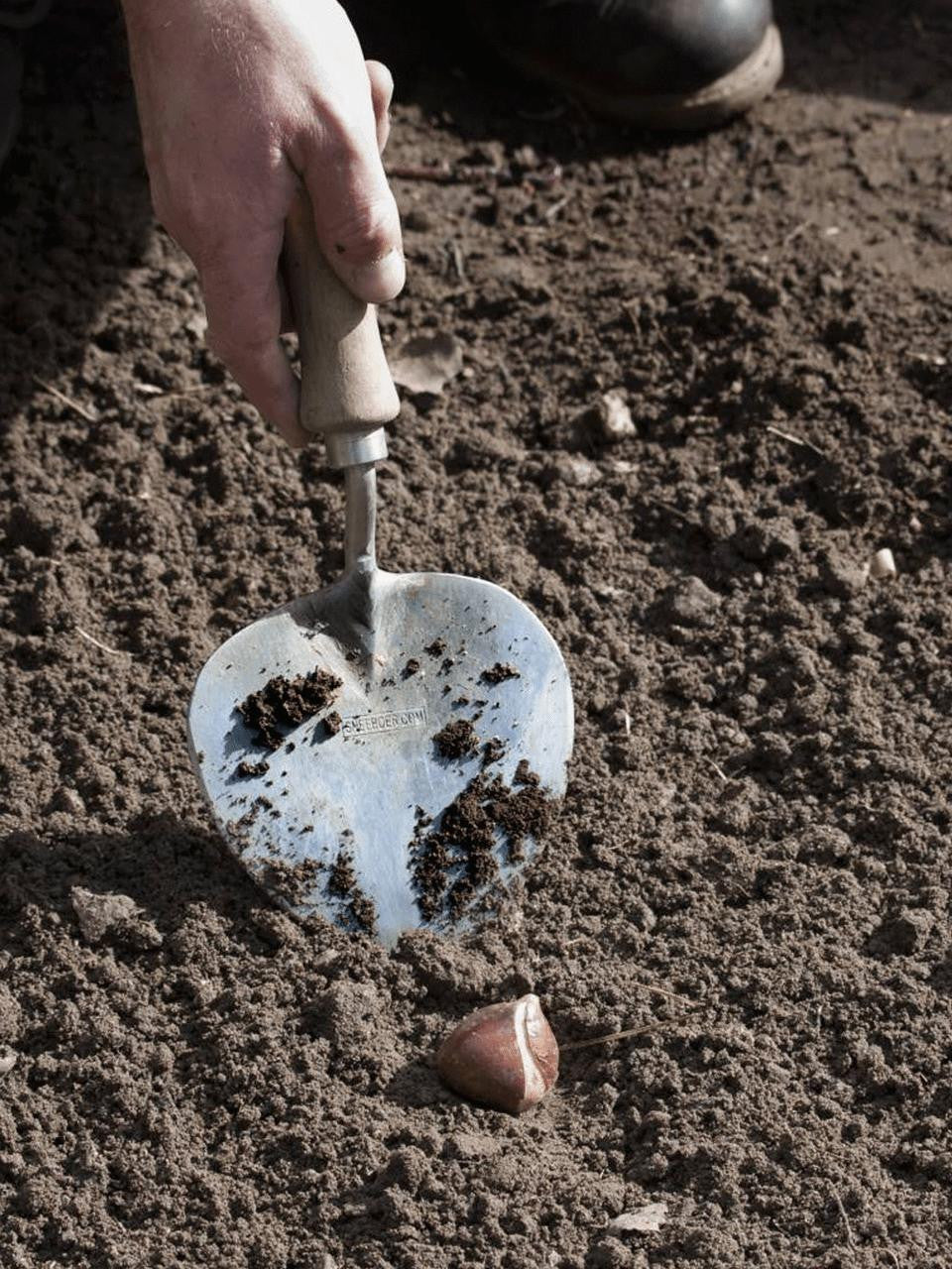 Sneeboer planting trowel in old Dutch style with a wooden handle and stainless steel blade, ideal for gardening and planting.
