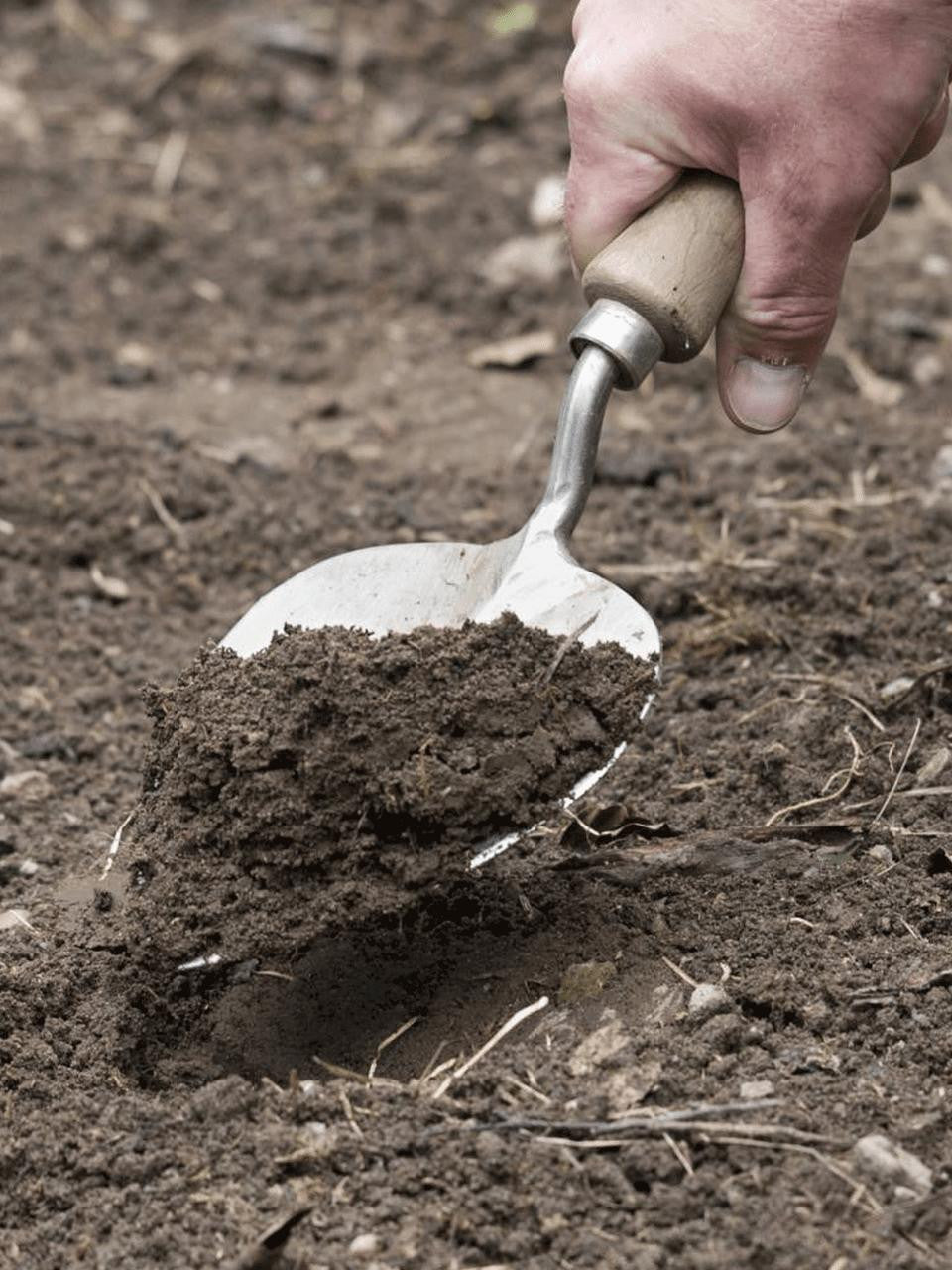 Sneeboer old Dutch style planting trowel with wooden handle and stainless steel blade for gardening and planting tasks.