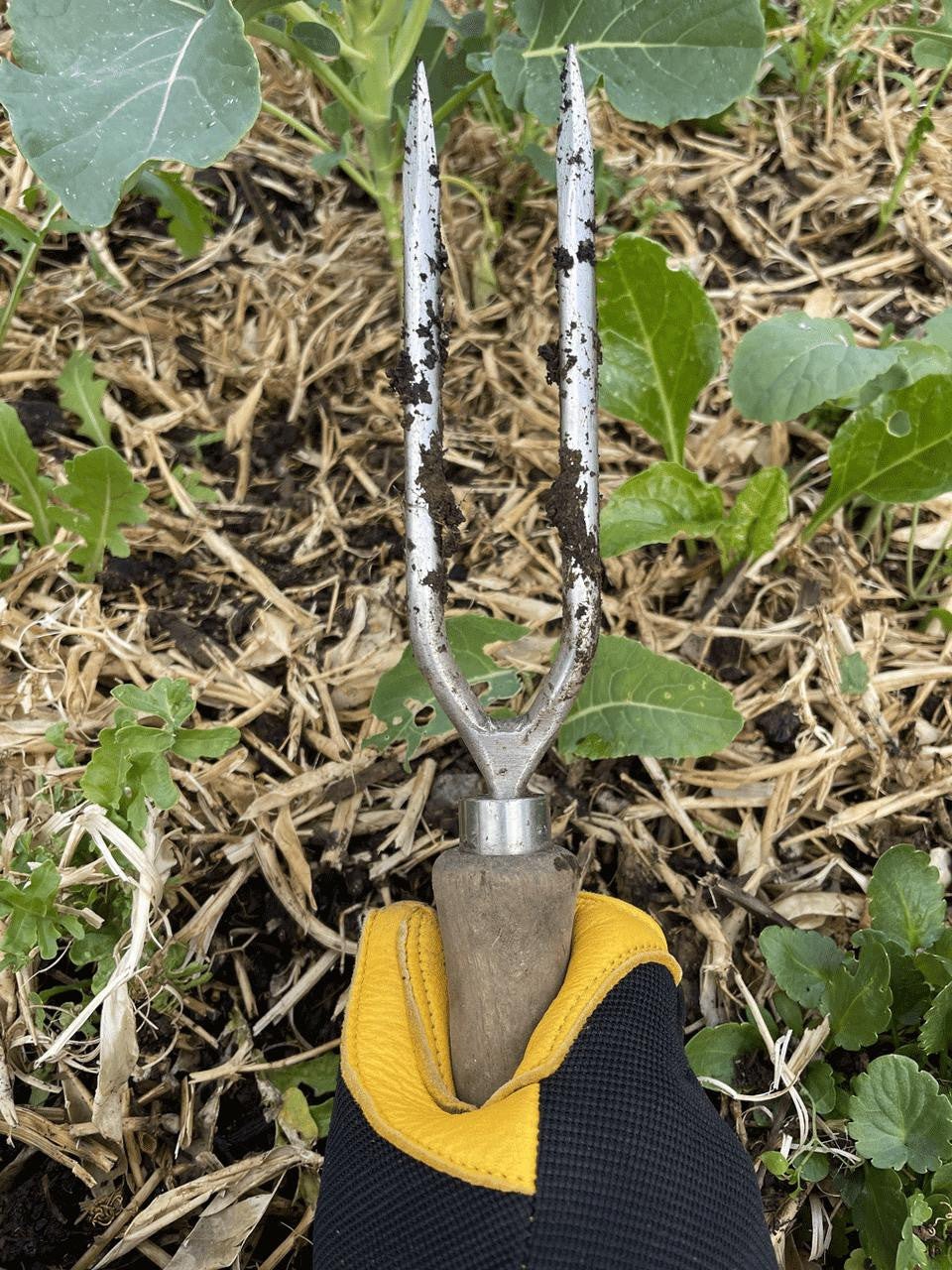 Sneeboer 2-Tine Weeding Fork for lifting tap-rooted weeds from garden soil — Bugg