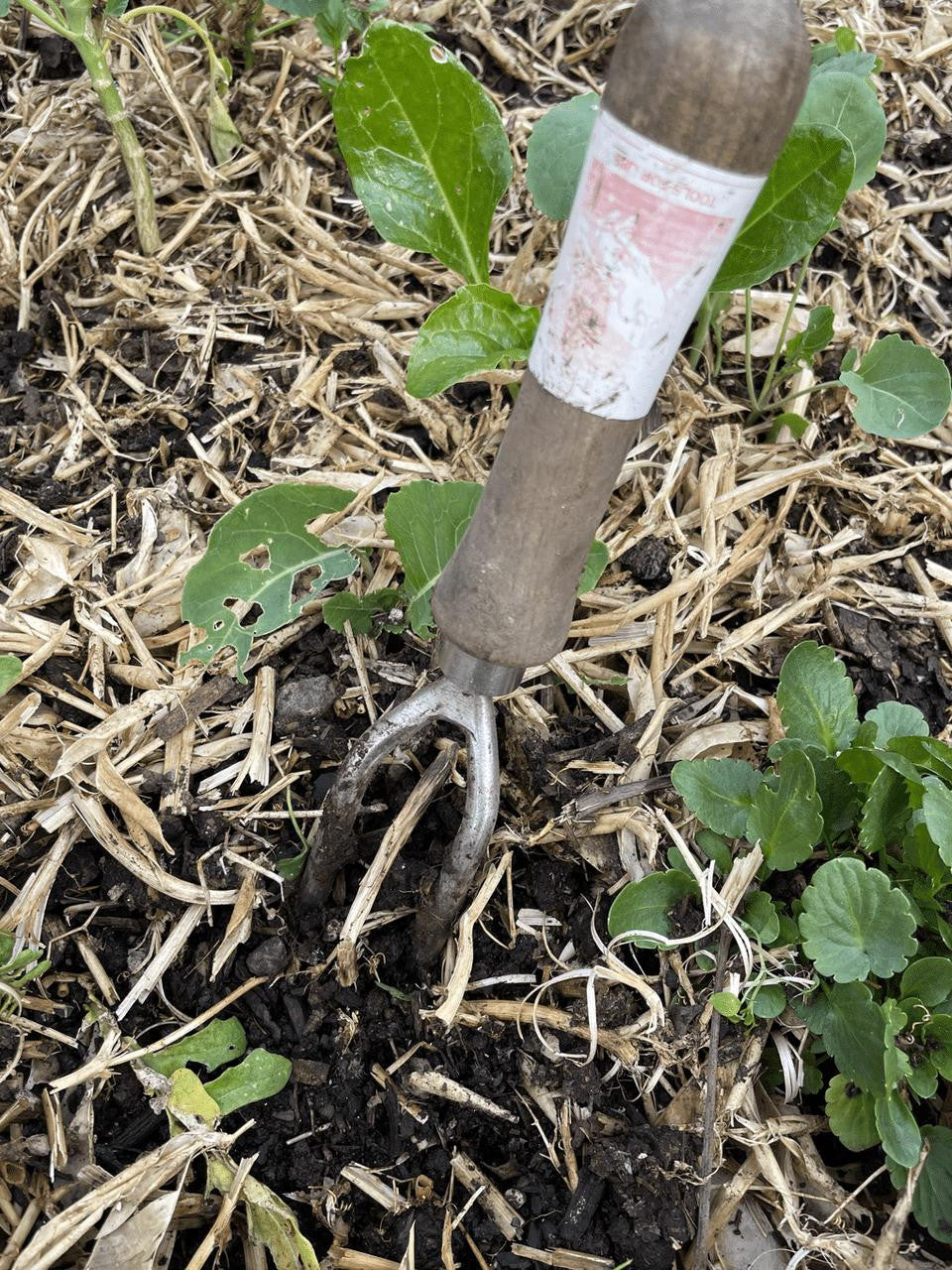 Sneeboer 2-Tine Weeding Fork, classic Dutch tool for thorough garden weeding — Bugg