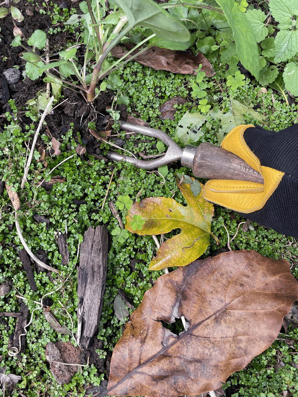 Sneeboer 2-Tine Weeding Fork with comfortable handle for regular garden weeding tasks — Bugg